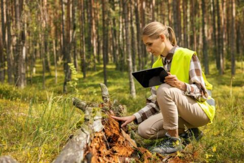 Certified Arborist Tree Inspection in Newnan & Peachtree City, GA